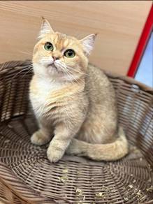Munchkin Cat for Sale