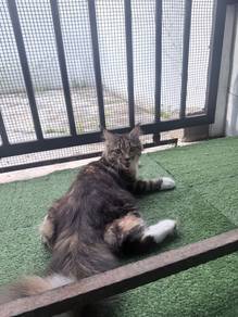 Mainecoon