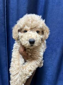 maltipoo—