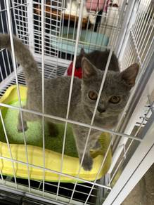 Bristis Short Hair Male
