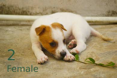Female puppy dog local mix border collie