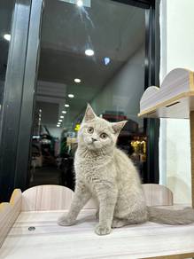 Bsh blue female