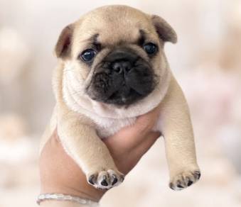 FRENCH BULLDOG PUPPIES VIP844🌻  Girl