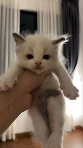 Male Ragdoll Kitten
