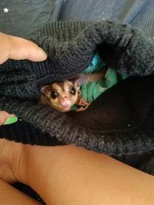 sugar glider 