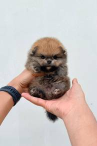 Pomeranian