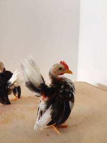 Anak Ayam Serama 