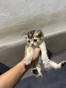 Kucing British Shorthair
