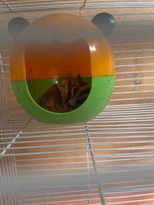sugar glider
