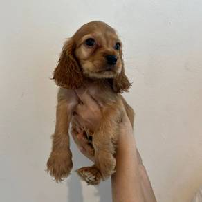 Cocker's Spaniel 07