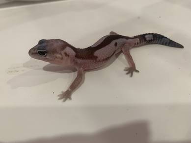 African Fat Tail Gecko - Zulu Het Oreo
