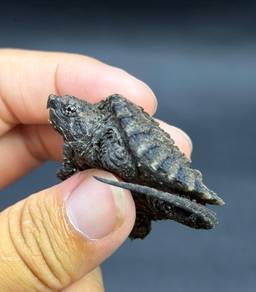 RARE *Hybrid 2.0* FST+AST Snapping Turtle
