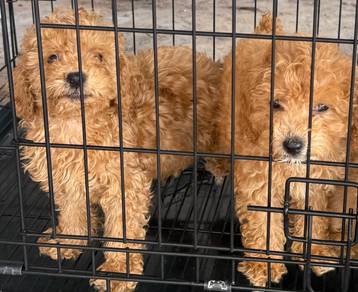 Toy poodle 