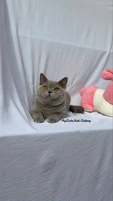 BSH British Shorthair Blue