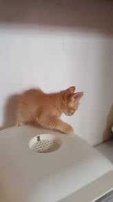 Kucing Diberi percuma