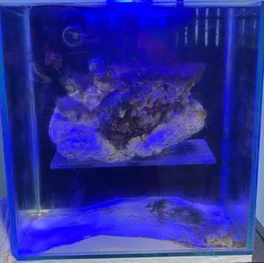 Aquarium Reef 1ft