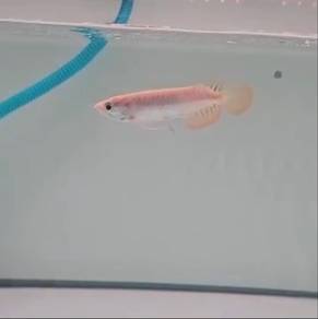 Arowana mgbb