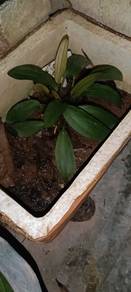 Cryptocoryne, Echinodorous 
