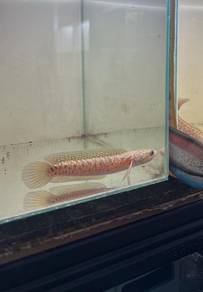 Chana Asiatica Kalimaya