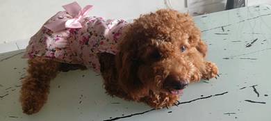 Toy poodle 