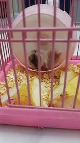Mini Hamster 