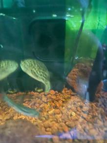 ikan buntal bintik