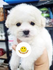 SK299 BICHONPOO Bichon  x Shih Tzu pretty puppies
