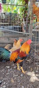ayam jantan kampung