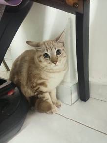 Domestic short hair mix maine coon