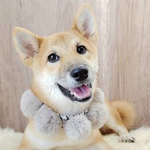 Shiba