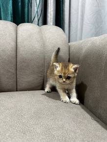 BSH Golden Male