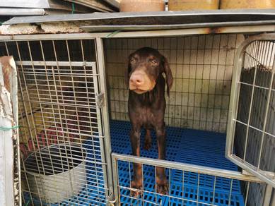 Dobermann Big boy 