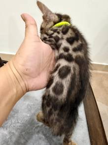 Bengal Junior for Rehome