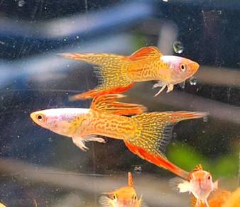 Blonde Red Lace Double Sword Guppy 🔥Male🔥