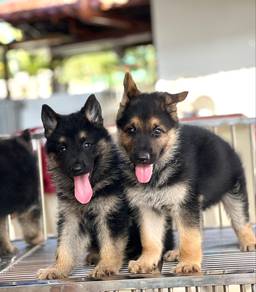 German Shepherd