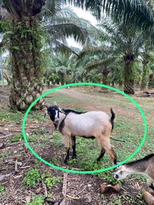 kambing kampung