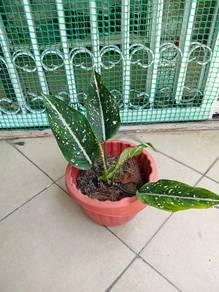 Aglaonema Pink Moon