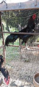 Ayam ratu PHD