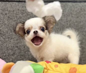 CHIHUAHUA PUPPIES 224 🌷Head Apple Cute Dog