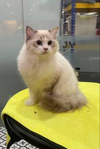 Ragdoll