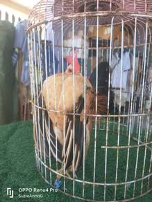 ayam serama 