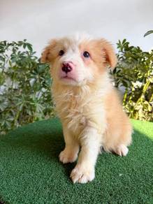 Male Yellow White BorderCollie with Purebreed