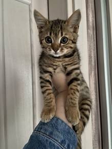Bengal Marble Kitten