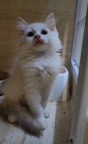 Ragdoll kitten female