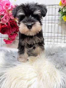 SS6000 Mini Schnauzer sweet puppy dog