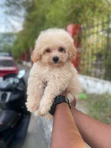 Cavapoo 2