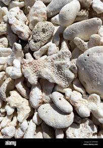 Coral Rocks (Batu Karang) Dead Type