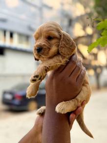 cocker spaniel d