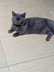 munchkin bsh
