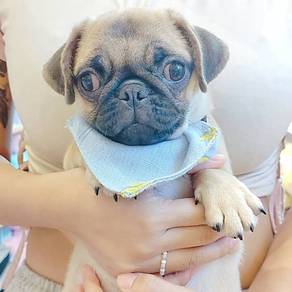 Pug
